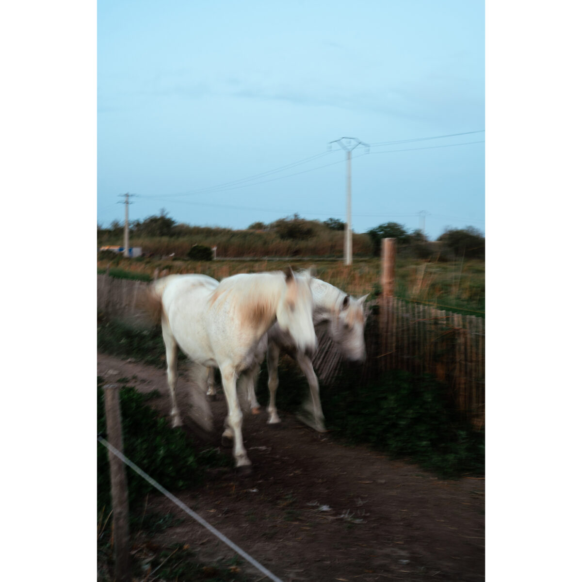 Imperfect picture of horses running in countryside