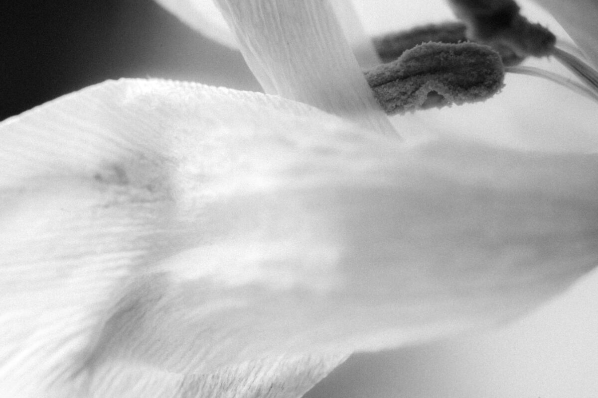 Picture of a flower in Black and white