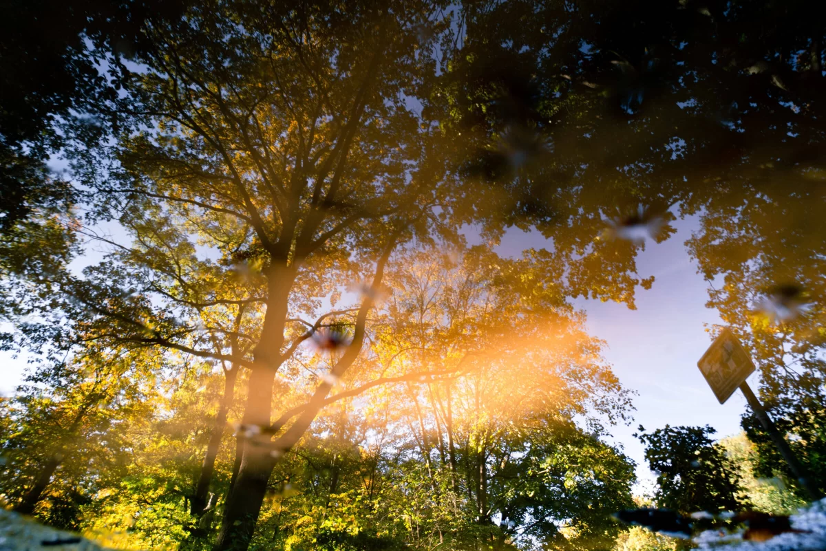 a paddle in a park in Berlin on a sunny day