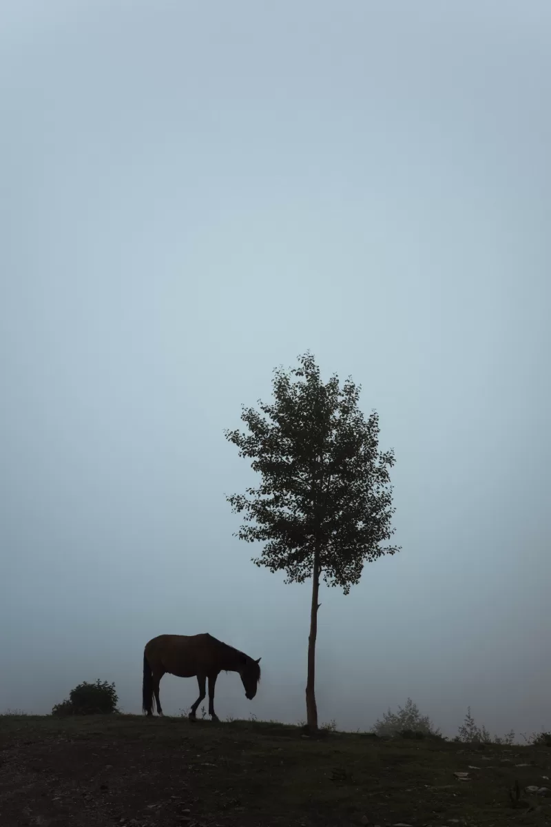 Horse in a cloud in mountains