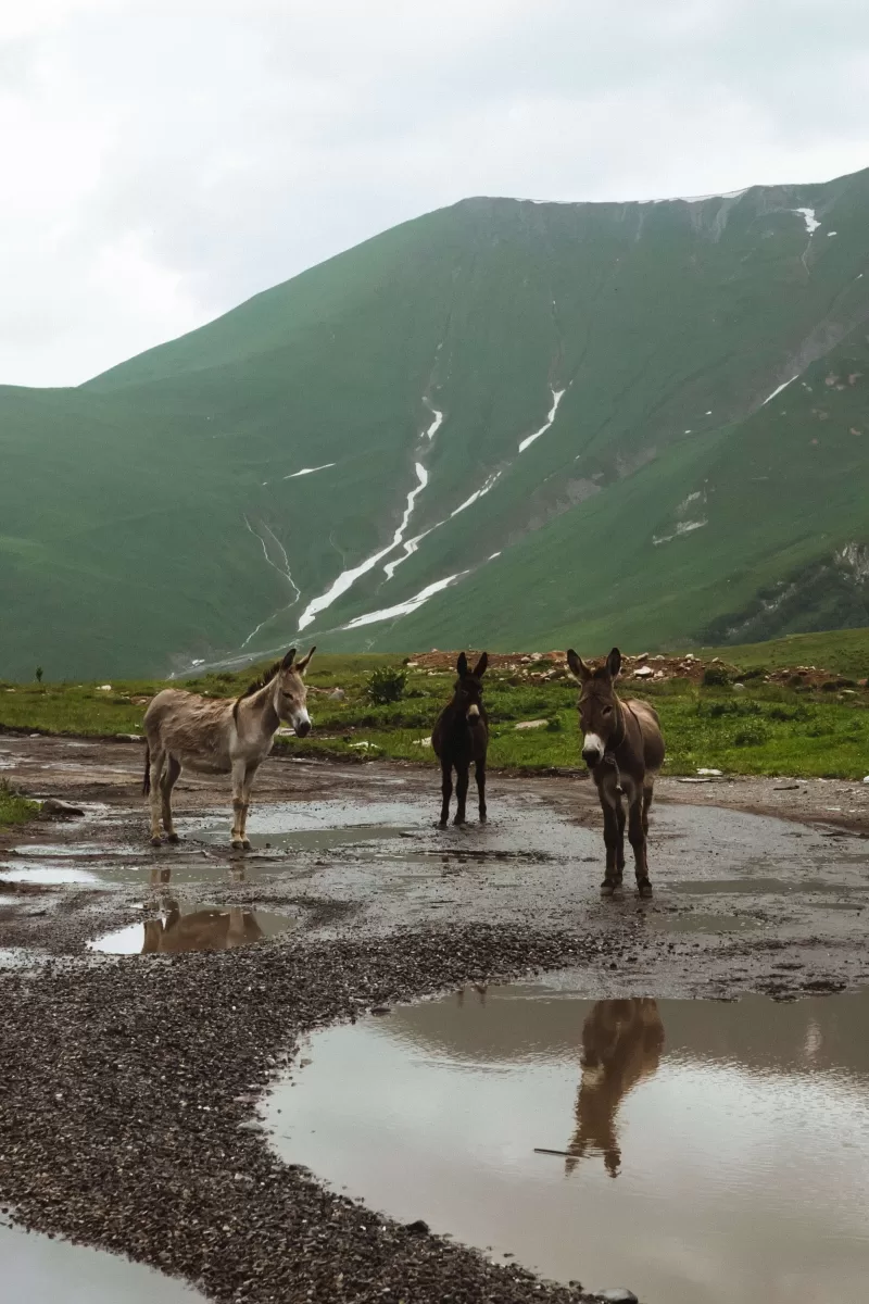 Donkeys on a Georgian mountain