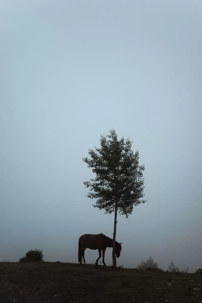 Horse standing behind a tree on a foggy day